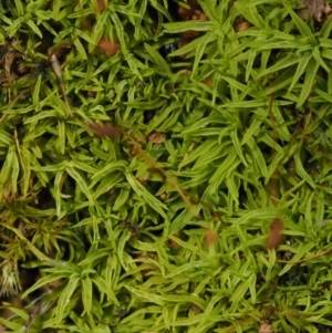 Pottiaceae (family) at Cotter River, ACT - 27 Jan 2017