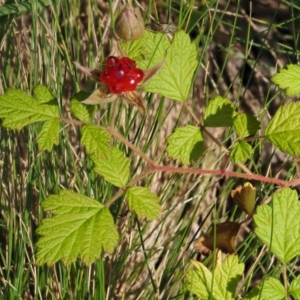 Rubus parvifolius at Cotter River, ACT - 27 Jan 2017 09:32 AM