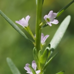 Lythrum hyssopifolia (Small Loosestrife) at Cotter River, ACT - 17 May 2016 by KenT