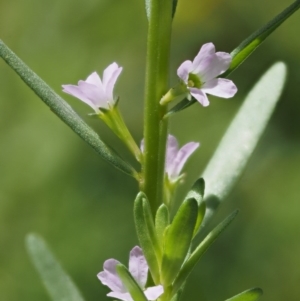 Lythrum hyssopifolia at Cotter River, ACT - 18 May 2016