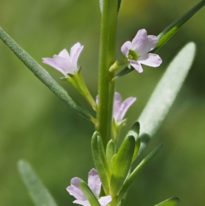 Lythrum hyssopifolia (Small Loosestrife) at Cotter River, ACT - 18 May 2016 by KenT