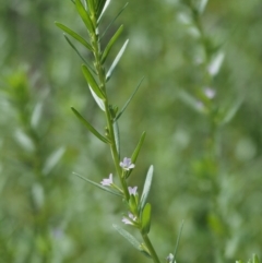 Lythrum hyssopifolia at Cotter River, ACT - 18 May 2016