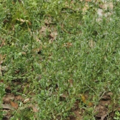 Lythrum hyssopifolia at Cotter River, ACT - 18 May 2016