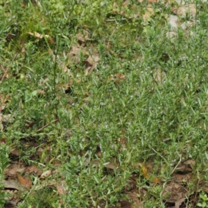 Lythrum hyssopifolia at Cotter River, ACT - 18 May 2016