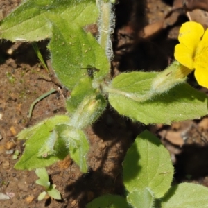 Erythranthe moschata at Cotter River, ACT - 27 Jan 2017 10:19 AM