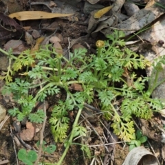 Leptinella filicula (Mountain Cotula) at Cotter River, ACT - 27 Jan 2017 by KenT