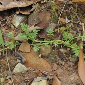 Leptinella filicula at Cotter River, ACT - 27 Jan 2017