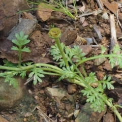 Leptinella filicula at Cotter River, ACT - 27 Jan 2017