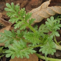 Leptinella filicula at Cotter River, ACT - 27 Jan 2017