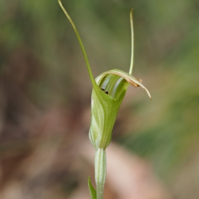 Diplodium decurvum (Summer greenhood) at Cotter River, ACT - 27 Jan 2017 by KenT