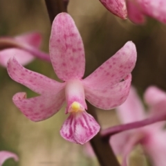 Dipodium roseum (Rosy Hyacinth Orchid) at Cotter River, ACT - 26 Jan 2017 by KenT