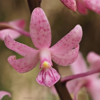 Dipodium roseum (Rosy Hyacinth Orchid) at Cotter River, ACT - 27 Jan 2017 by KenT