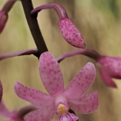 Dipodium roseum at Cotter River, ACT - suppressed