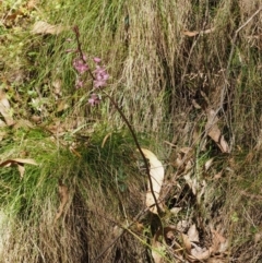 Dipodium roseum at Cotter River, ACT - suppressed