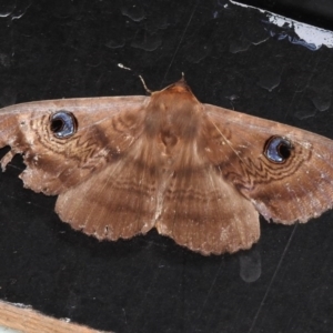 Dasypodia selenophora at Paddys River, ACT - 11 Feb 2017 02:04 PM