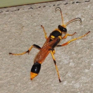 Sceliphron laetum at Paddys River, ACT - 11 Feb 2017