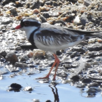 Charadrius melanops (Black-fronted Dotterel) at Paddys River, ACT - 10 Feb 2017 by JohnBundock