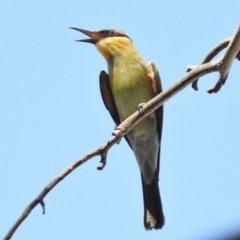 Merops ornatus (Rainbow Bee-eater) at Paddys River, ACT - 11 Feb 2017 by JohnBundock