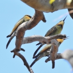 Merops ornatus at Paddys River, ACT - 11 Feb 2017