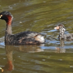 Tachybaptus novaehollandiae (Australasian Grebe) at Tharwa, ACT - 11 Feb 2017 by JohnBundock