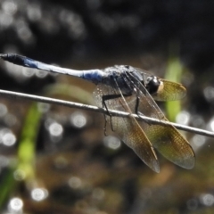 Orthetrum caledonicum (Blue Skimmer) at Paddys River, ACT - 10 Feb 2017 by JohnBundock