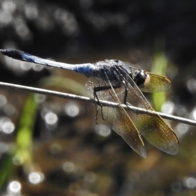 Orthetrum caledonicum (Blue Skimmer) at Paddys River, ACT - 10 Feb 2017 by JohnBundock