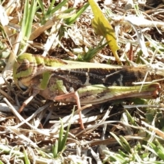 Gastrimargus musicus (Yellow-winged Locust or Grasshopper) at Paddys River, ACT - 10 Feb 2017 by JohnBundock