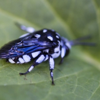 Thyreus caeruleopunctatus (Chequered cuckoo bee) at Higgins, ACT - 11 Feb 2017 by AlisonMilton