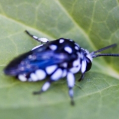 Thyreus caeruleopunctatus at Higgins, ACT - 11 Feb 2017 04:17 PM