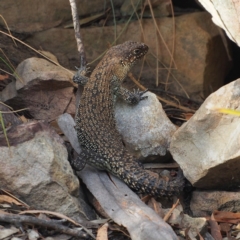 Egernia cunninghami (Cunningham's Skink) at Black Mountain - 12 Feb 2017 by David