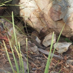 Egernia cunninghami at Canberra Central, ACT - 12 Feb 2017