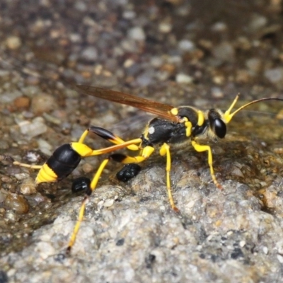 Sceliphron laetum (Common mud dauber wasp) at Tennent, ACT - 5 Feb 2017 by HarveyPerkins