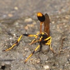 Sceliphron laetum (Common mud dauber wasp) at Tharwa, ACT - 19 Dec 2015 by HarveyPerkins