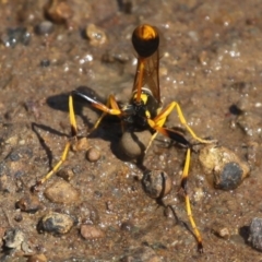 Sceliphron laetum at Dickson, ACT - 8 Jan 2015