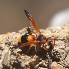 Anterhynchium nigrocinctum (Potter Wasp) at Fyshwick, ACT - 11 Dec 2015 by HarveyPerkins