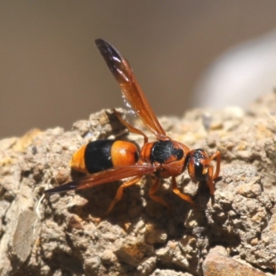 Anterhynchium nigrocinctum (A potter wasp) at Jerrabomberra Wetlands - 11 Dec 2015 by HarveyPerkins