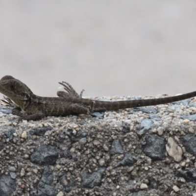 Intellagama lesueurii howittii (Gippsland Water Dragon) at Tennent, ACT - 5 Feb 2017 by HarveyPerkins