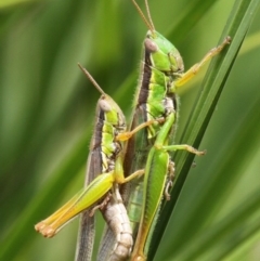 Bermius brachycerus (A grasshopper) at Tennent, ACT - 5 Feb 2017 by HarveyPerkins