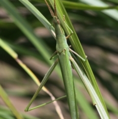 Acrida conica (Giant green slantface) at Tennent, ACT - 5 Feb 2017 by HarveyPerkins