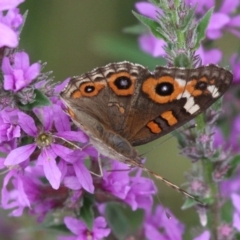 Junonia villida (Meadow Argus) at Booth, ACT - 5 Feb 2017 by HarveyPerkins