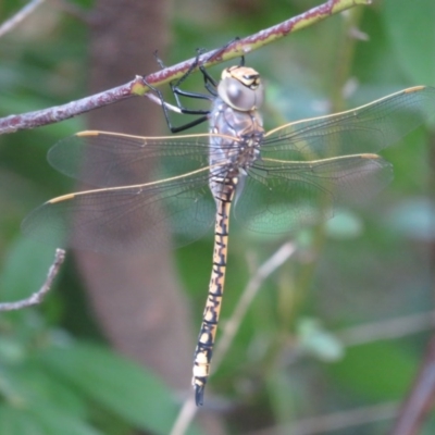 Anax papuensis (Australian Emperor) at Narrabundah, ACT - 11 Feb 2017 by RobParnell