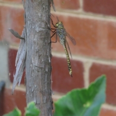 Anax papuensis at Narrabundah, ACT - 11 Feb 2017