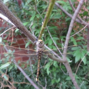 Anax papuensis at Narrabundah, ACT - 11 Feb 2017