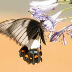 Papilio aegeus at Higgins, ACT - 12 Feb 2017