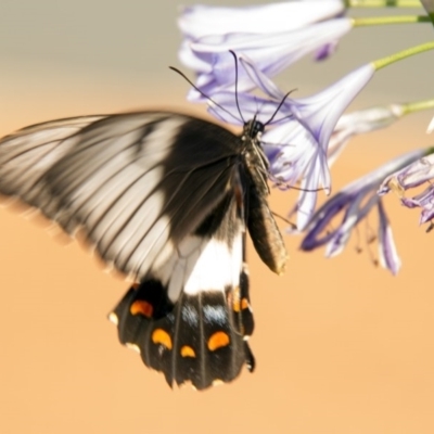 Papilio aegeus (Orchard Swallowtail, Large Citrus Butterfly) at Higgins, ACT - 12 Feb 2017 by AlisonMilton