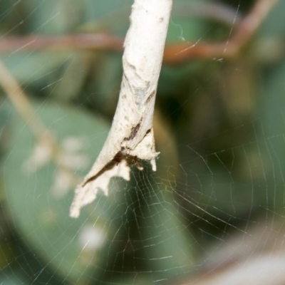 Phonognatha graeffei (Leaf Curling Spider) at Higgins, ACT - 11 Feb 2017 by Alison Milton