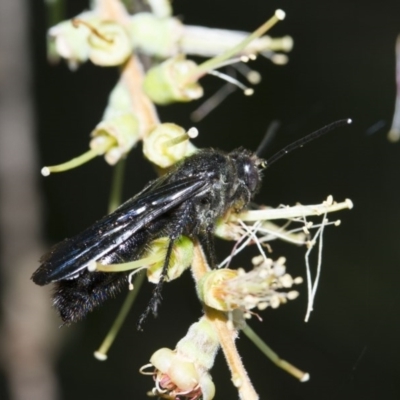 Austroscolia soror (Blue Flower Wasp) at Higgins, ACT - 12 Feb 2017 by AlisonMilton