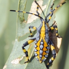 Amorbus sp. (genus) (Eucalyptus Tip bug) at Higgins, ACT - 12 Feb 2017 by AlisonMilton