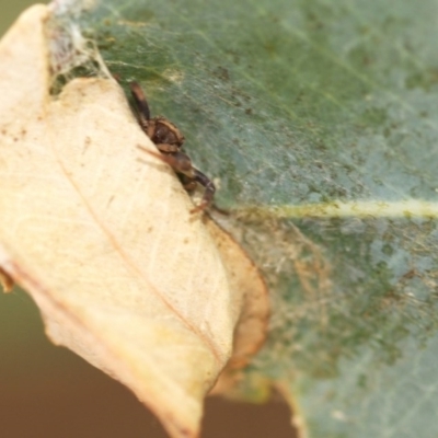 Cymbacha ocellata (Crab spider) at Higgins, ACT - 12 Feb 2017 by AlisonMilton