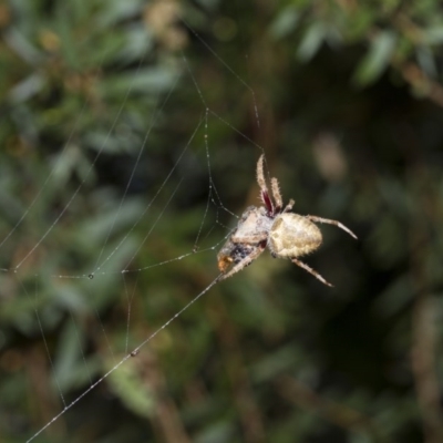 Hortophora sp. (genus) (Garden orb weaver) at Higgins, ACT - 12 Feb 2017 by AlisonMilton